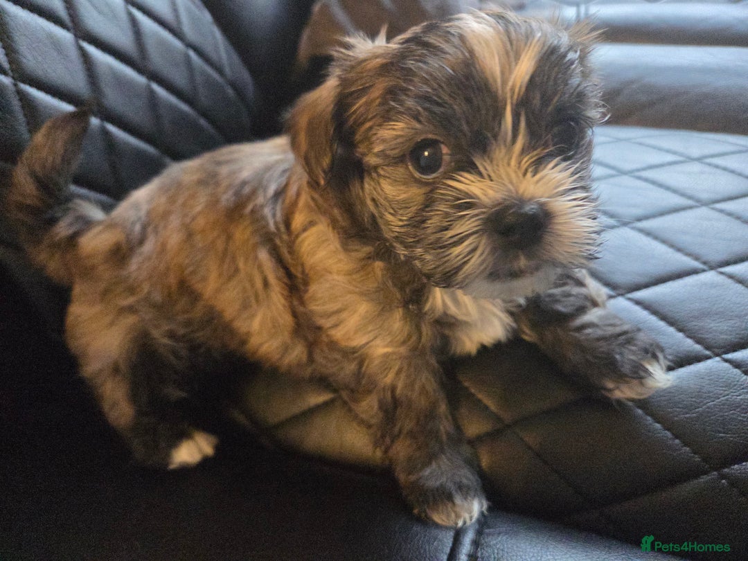 Shih Tzu dogs for sale: Imperial shih tzu puppies  - Advert 3