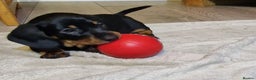 Miniature Dachshund dogs for sale: Champion bloodlines excellent quality KC miniature - Advert 17