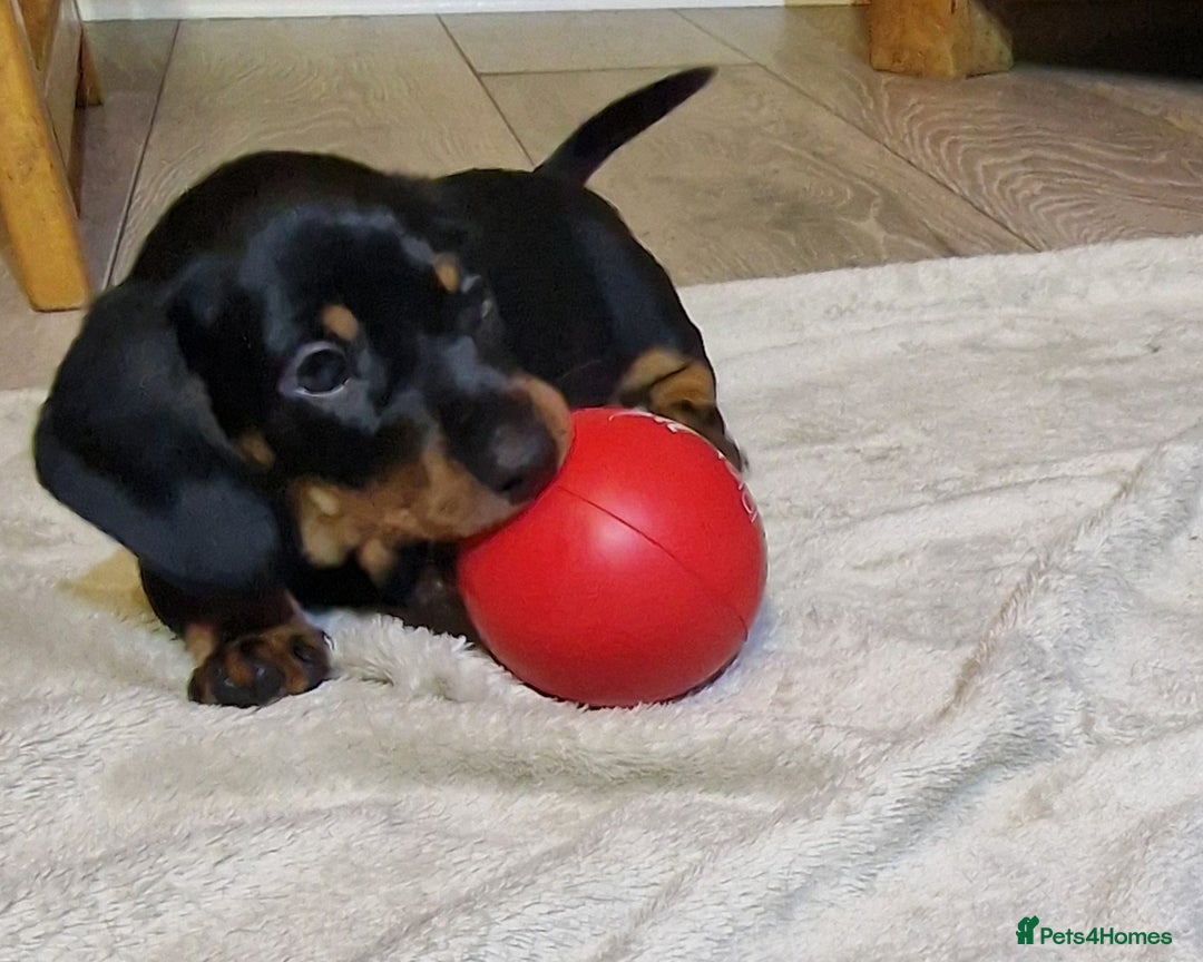 Miniature Dachshund dogs for sale: Champion bloodlines excellent quality KC miniature - Advert 17