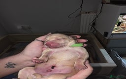 Labrador Retriever dogs for sale: Gorgeous Labrador puppies - Image 2