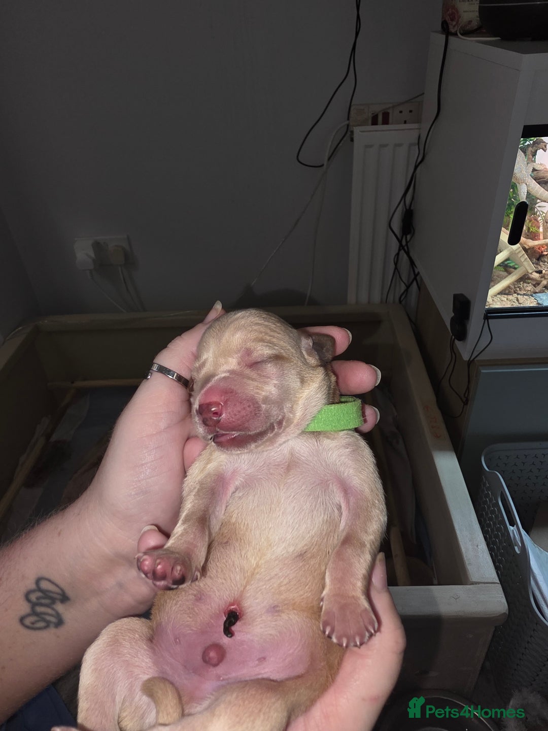 Labrador Retriever dogs for sale: Gorgeous Labrador puppies - Image 2