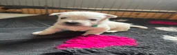 West Highland Terrier dogs for sale: Beautiful KC registered westie puppies - Advert 11