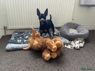 Miniature Pinscher dogs in Edinburgh - Advert 1