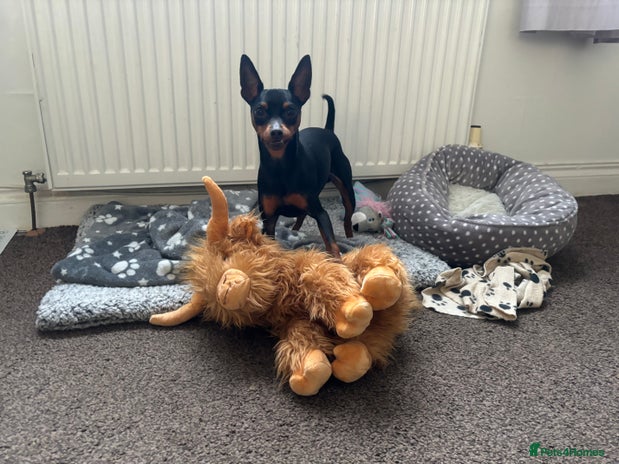Miniature Pinscher dogs in Edinburgh - Advert 1