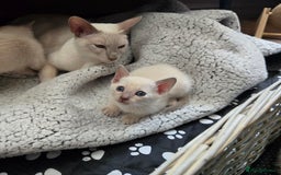Tonkinese cats for sale: Registered, pedigree 1st generation,  VET checked  - Image 2