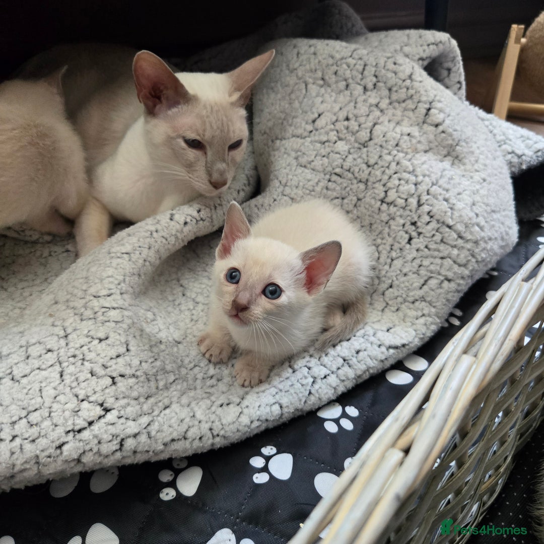 Tonkinese cats for sale: Registered, pedigree 1st generation,  VET checked  - Image 2