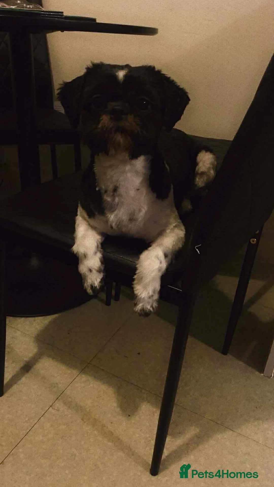 Shih Tzu dogs for stud: Archie black and white stud in Jarrow - Advert 3