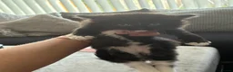 Mixed Breed cats for sale: Black and white long haired kittens  - Advert 7
