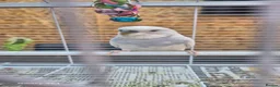 Budgerigars birds for sale: Budgies in Manchester - Advert 9