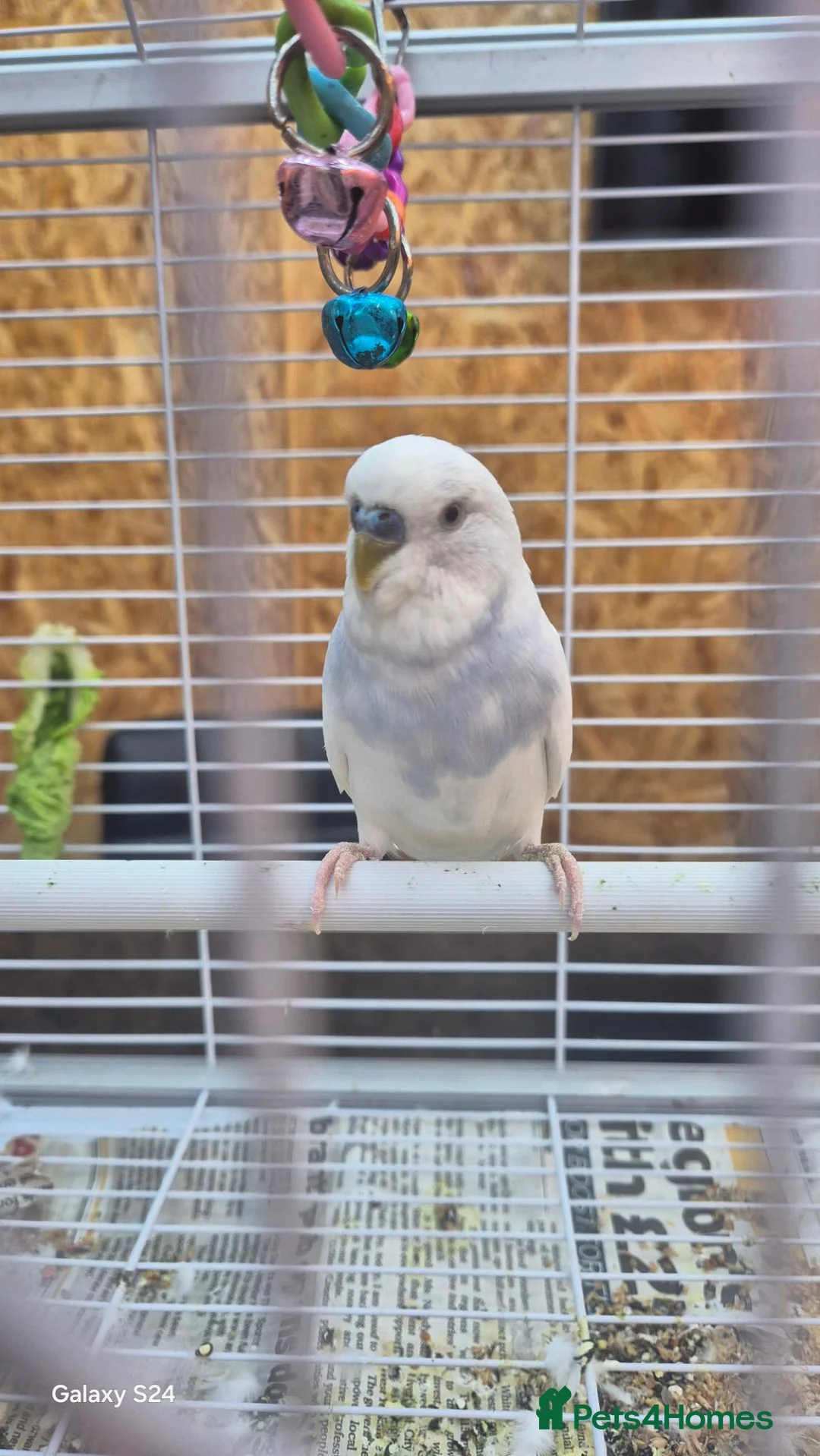 Budgerigars birds for sale: Budgies in Manchester - Advert 9