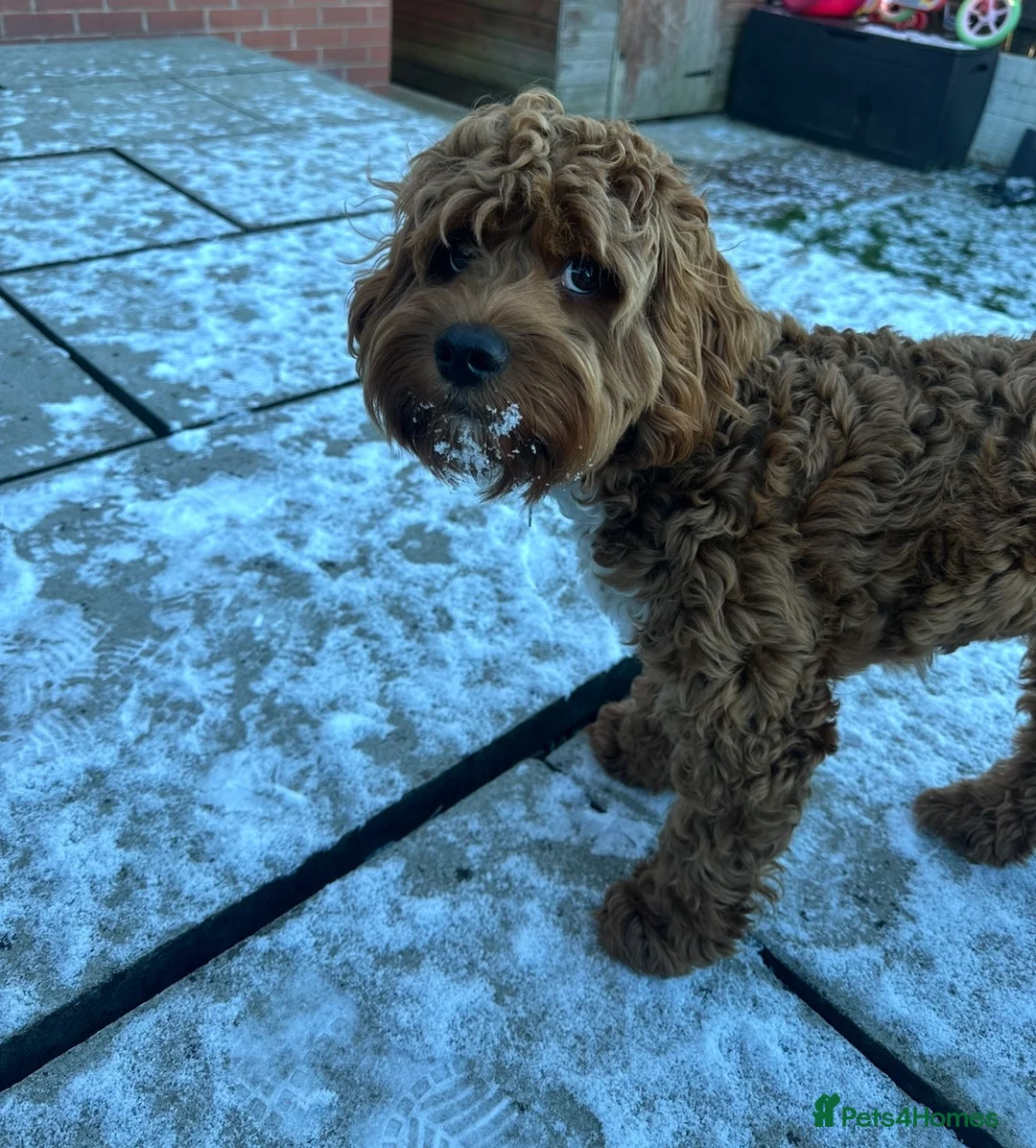 Cockapoo dogs for sale: Red F1 Toy Cockapoo Puppy - Advert 8