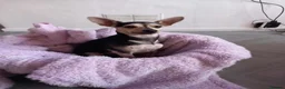Miniature Pinscher dogs for sale: Forever home for Rufus - Advert 7