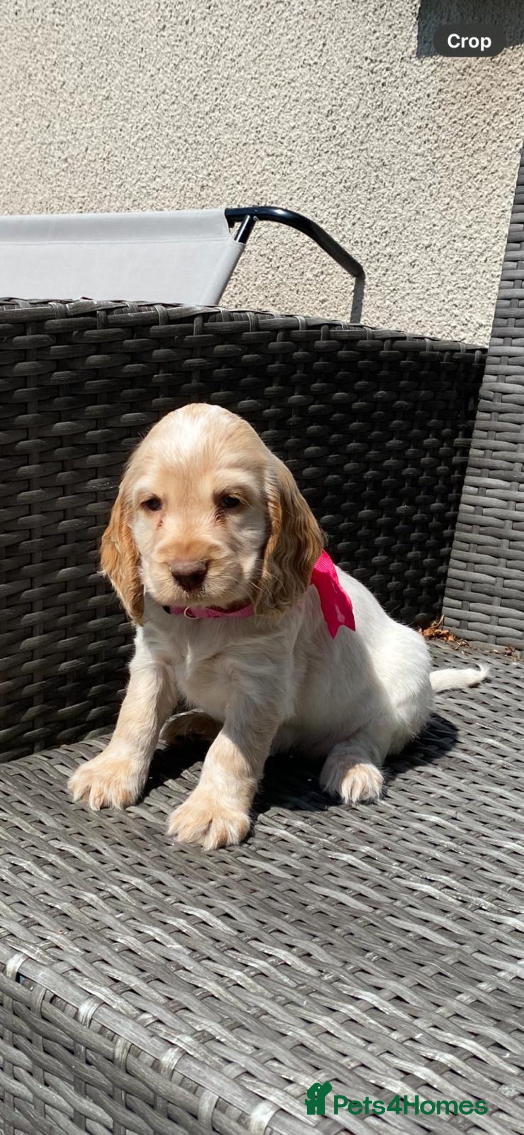 Cocker Spaniel dogs for sale: KC Registered Show Type Cocker Spaniel Pups - Image 7