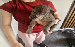 Great Dane dogs for sale: Great dane puppies  - Image 24