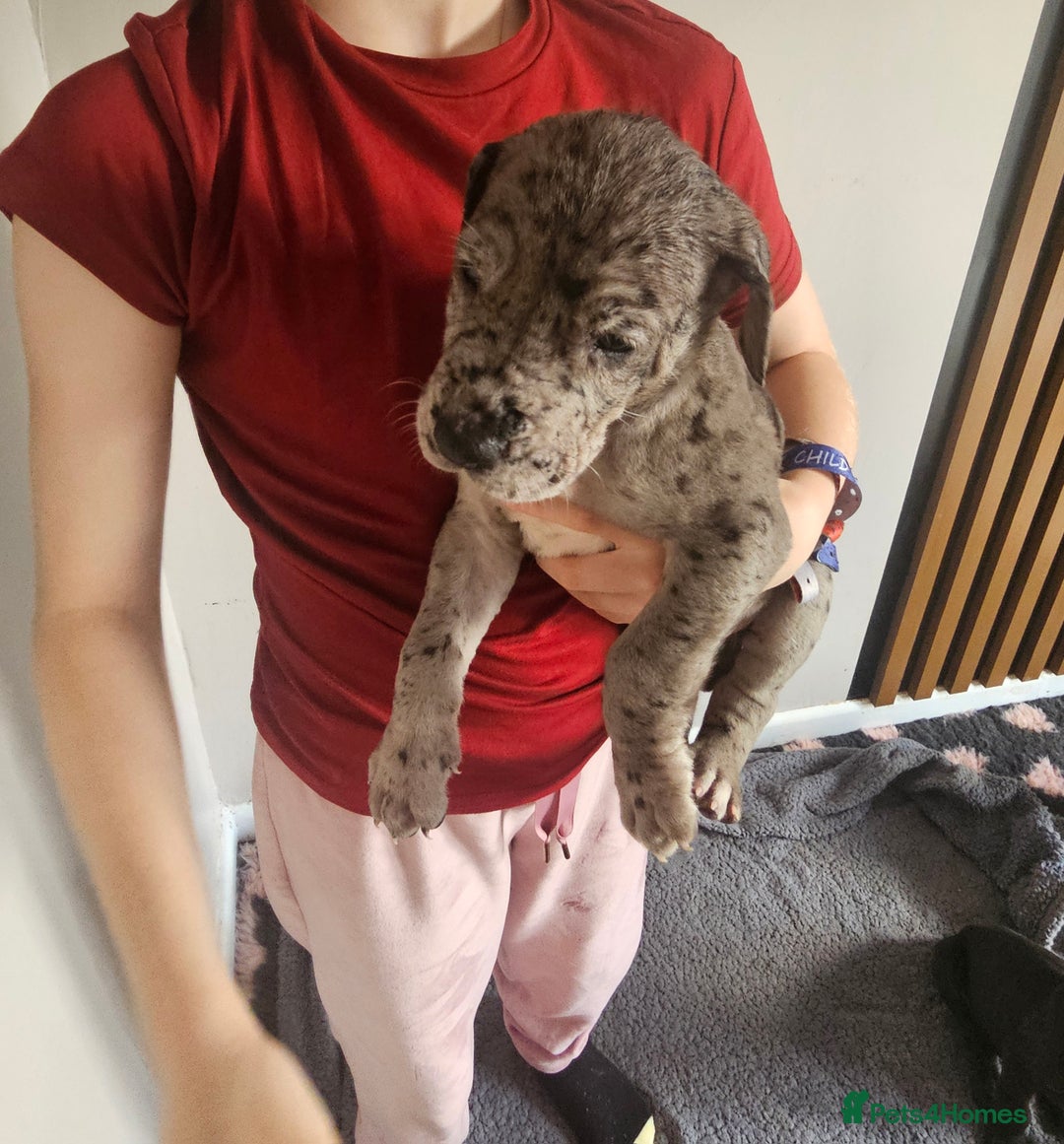 Great Dane dogs for sale: Great dane puppies  - Image 24