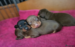 Miniature Dachshund dogs for sale: Miniature Dachshund pups - Image 2