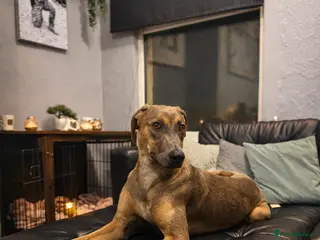 Mixed Breed dogs cane Corso greyhound cross in Dartford - Advert 1