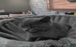 British Shorthair cats for sale: Beautiful British Shorthair Kitten. - Image 3