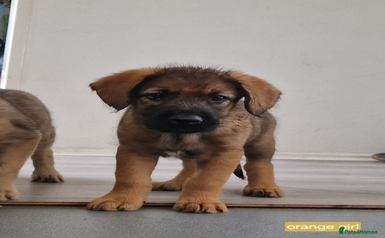 Mixed Breed dogs - Advert 1