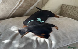 Miniature Dachshund dogs for sale: Miniature dachshunds - Image 38