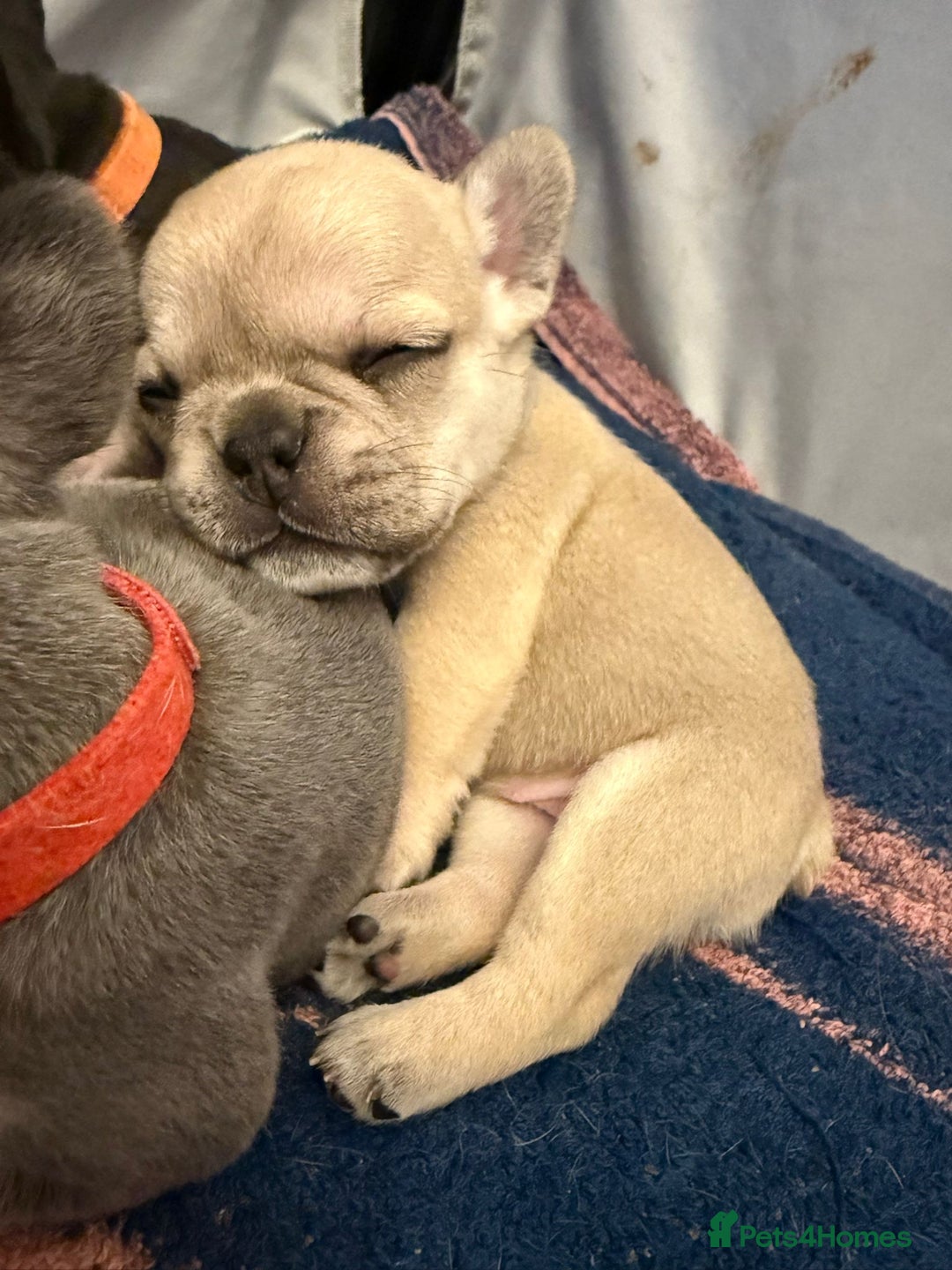 French Bulldog dogs for sale: Beautiful Pups – Looking for Their Forever Homes - Advert 32