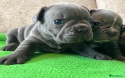 French Bulldog dogs for sale: Solid Blue French Bulldog female puppies - Image 21