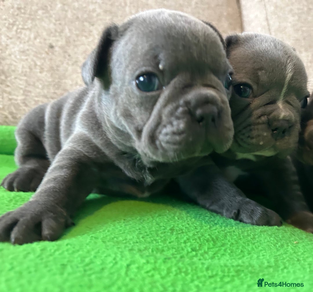 French Bulldog dogs for sale: Solid Blue French Bulldog female puppies - Image 21