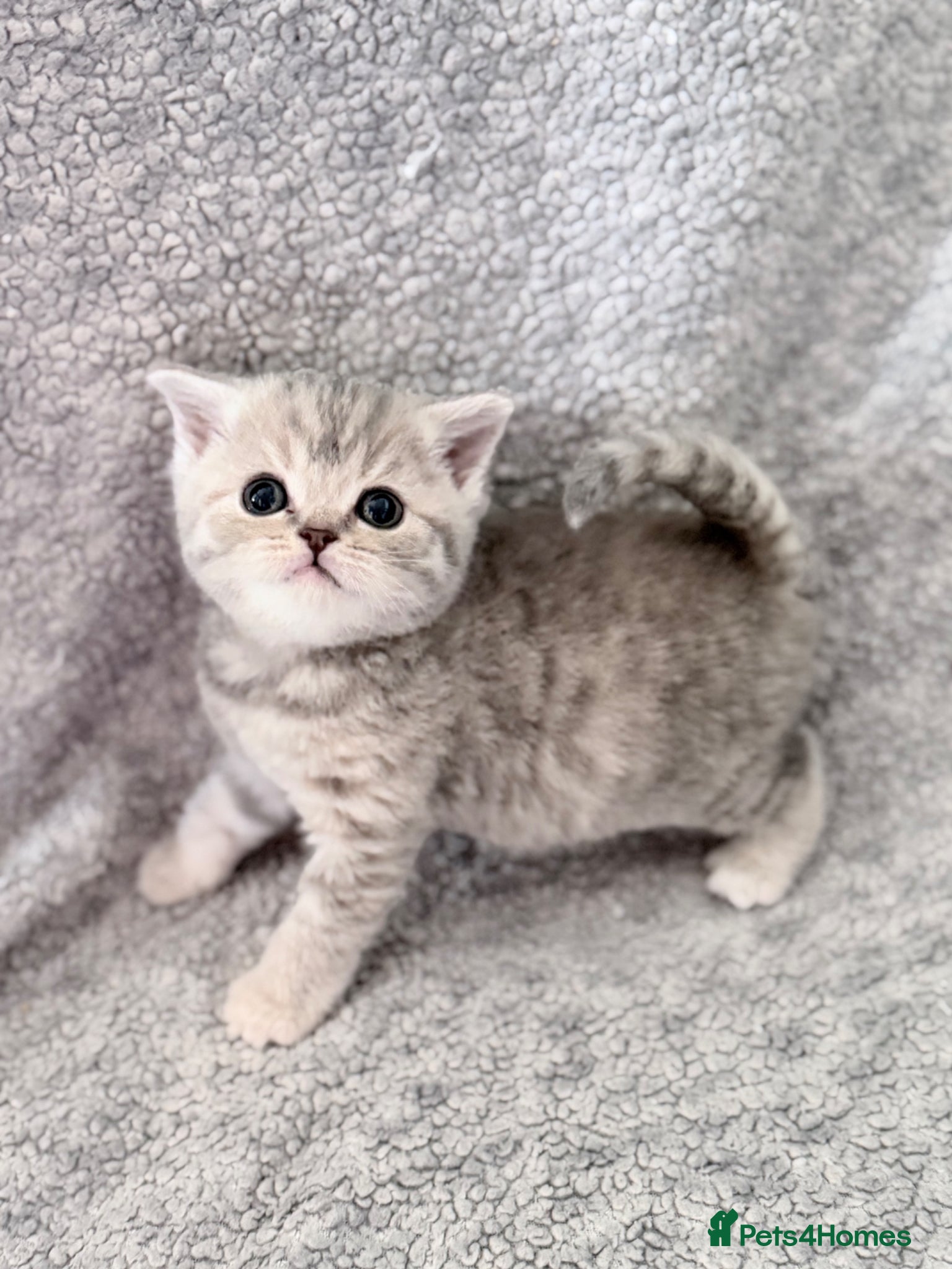 British Shorthair cats GCCF British shorthair kittens  - Advert 2