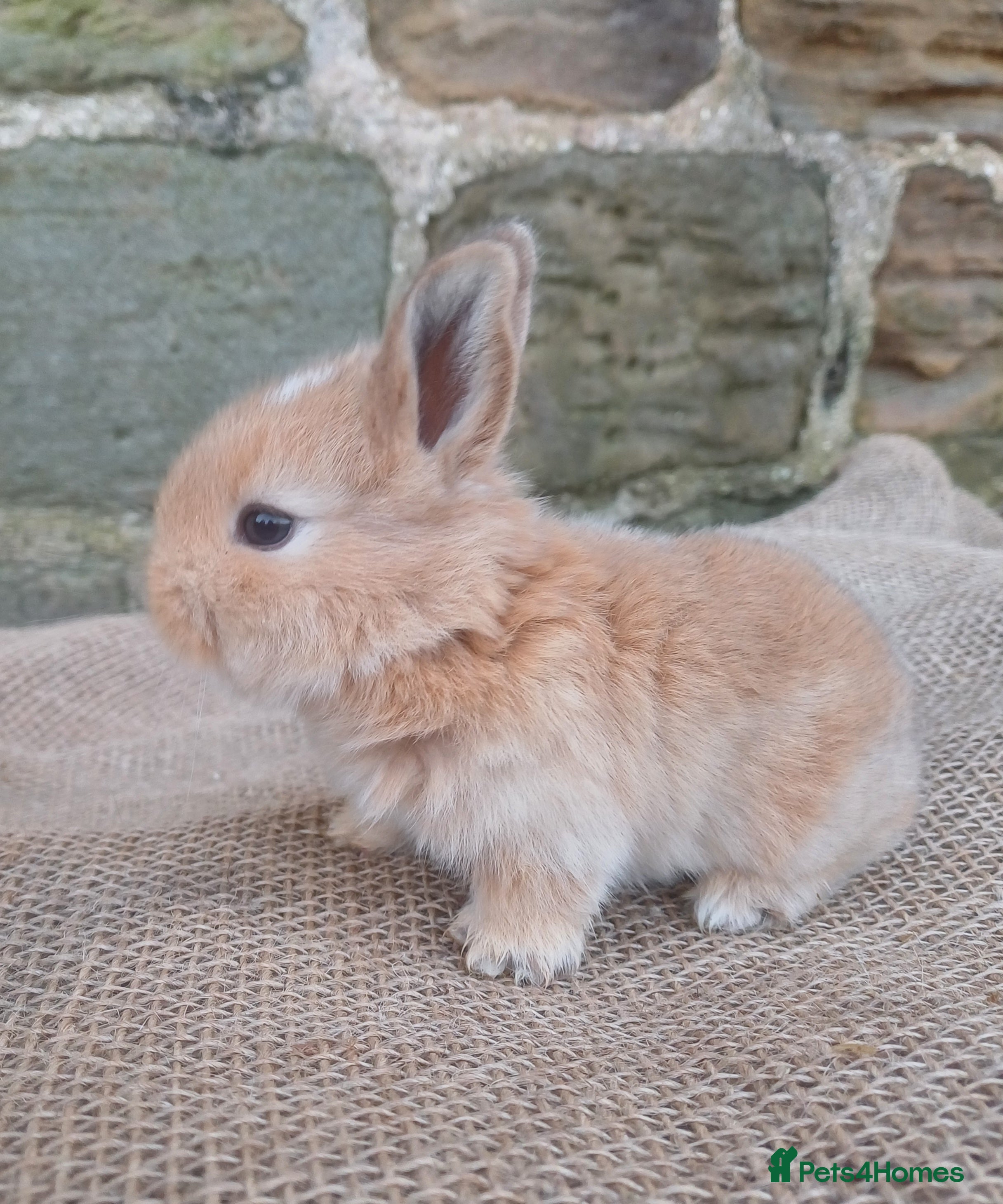 Dwarf Lop rabbits Dwarf Lops - Advert 13