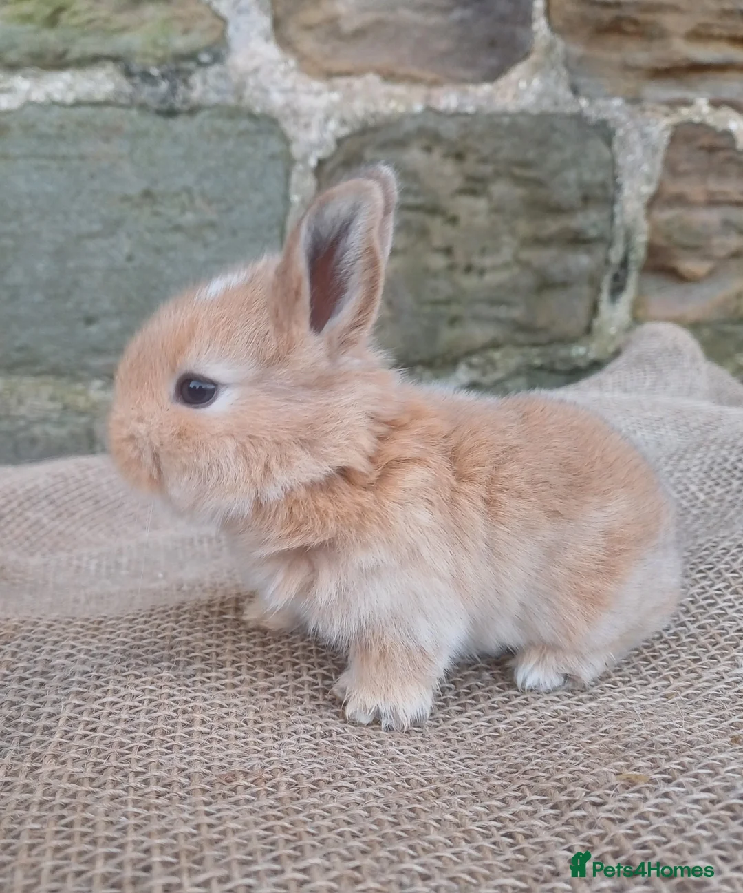 Dwarf Lop rabbits for sale: Dwarf Lops - Advert 1