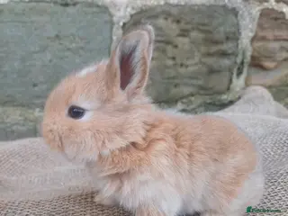 Dwarf Lop rabbits Dwarf Lops - Advert 13