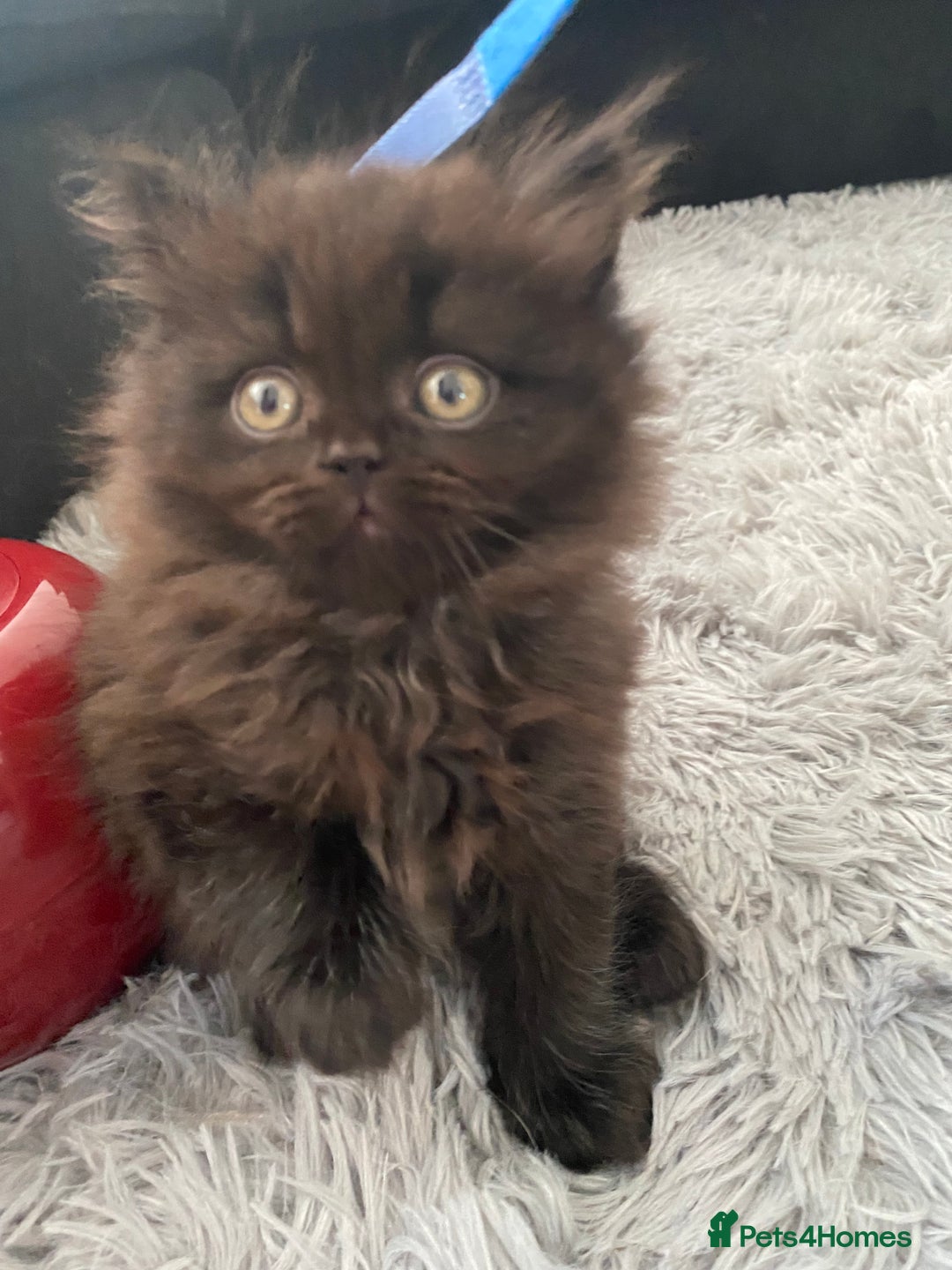 British Shorthair cats for sale: Beautiful British Short Hair Kittens in Coventry - Image 1