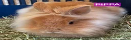 Mini Lop rabbits for sale: Rescue bunnies mini lops lion heads  in Goole - Advert 3