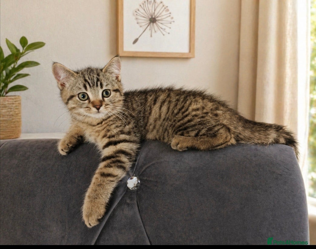 Mixed Breed cats British Shorthair x Scottish Fold Kittens  - Advert 1