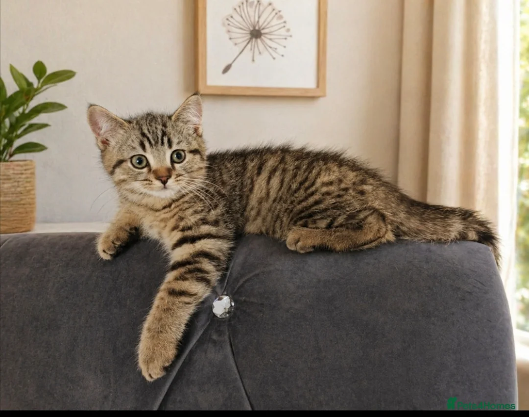 Mixed Breed cats for sale: British Shorthair x Scottish Fold Kittens  in Darlington - Advert 1