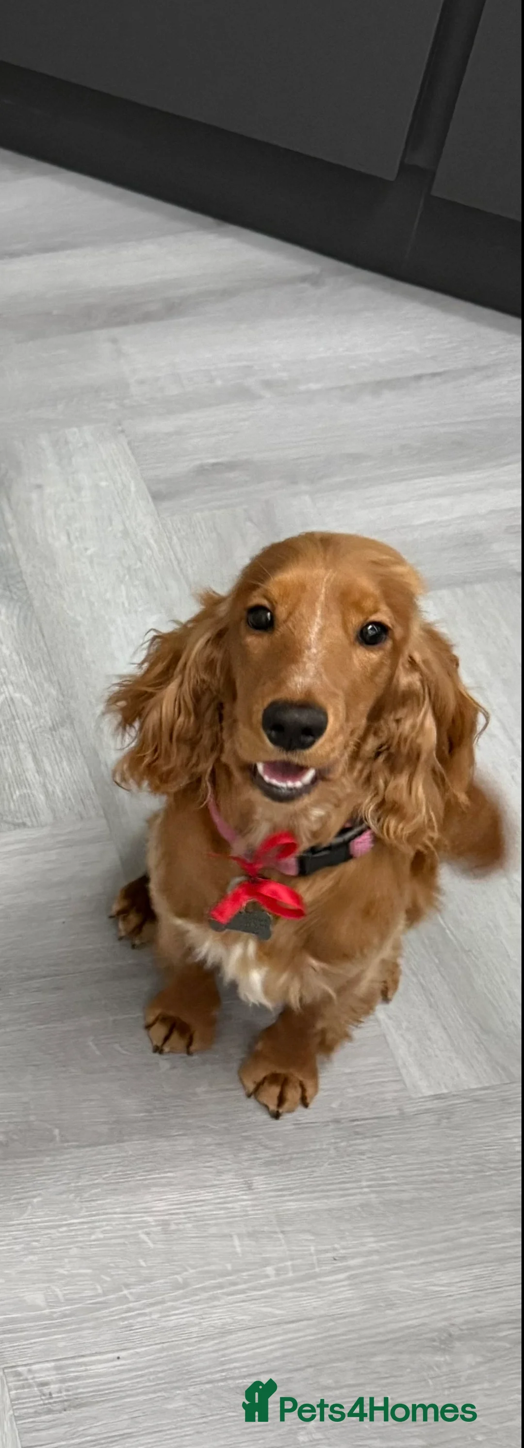 Cockalier dogs for sale: Cockalier Girl Puppies – Ready April in Chorley - Advert 1