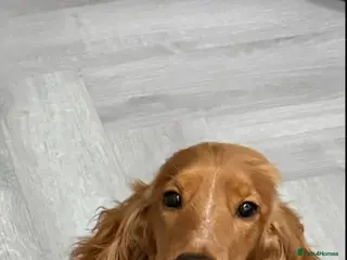 Cockalier dogs Cockalier Girl Puppies – Ready April in Chorley - Advert 2