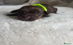 Cocker Spaniel dogs for sale: Beautiful KC working cocker spaniel puppies.  - Image 2