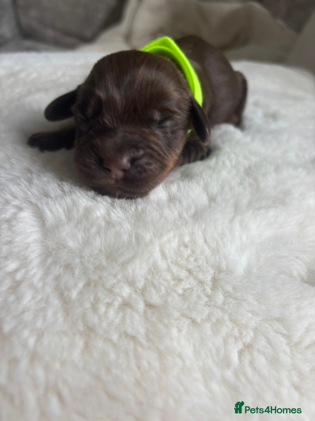 Cocker Spaniel dogs for sale: Beautiful KC working cocker spaniel puppies.  - Image 2
