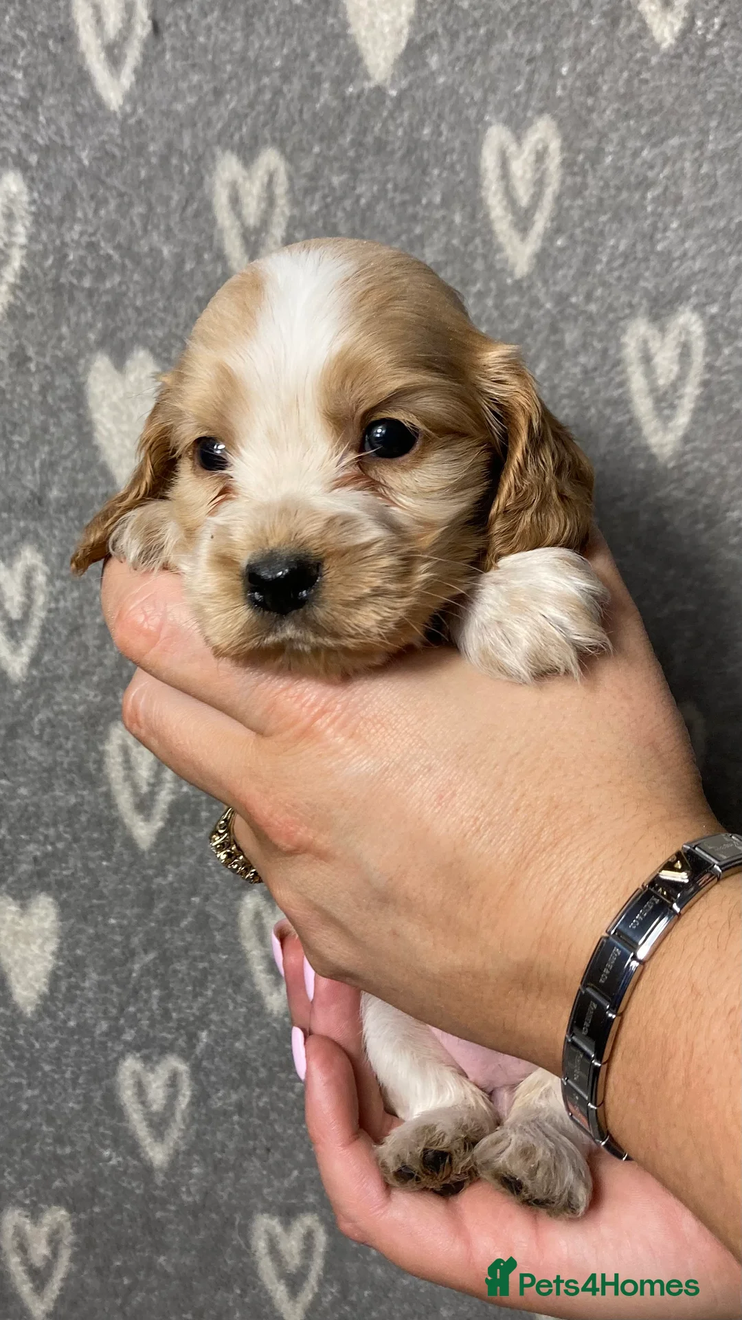 Cocker Spaniel dogs for sale: Show type cocker spaniels  - Advert 7