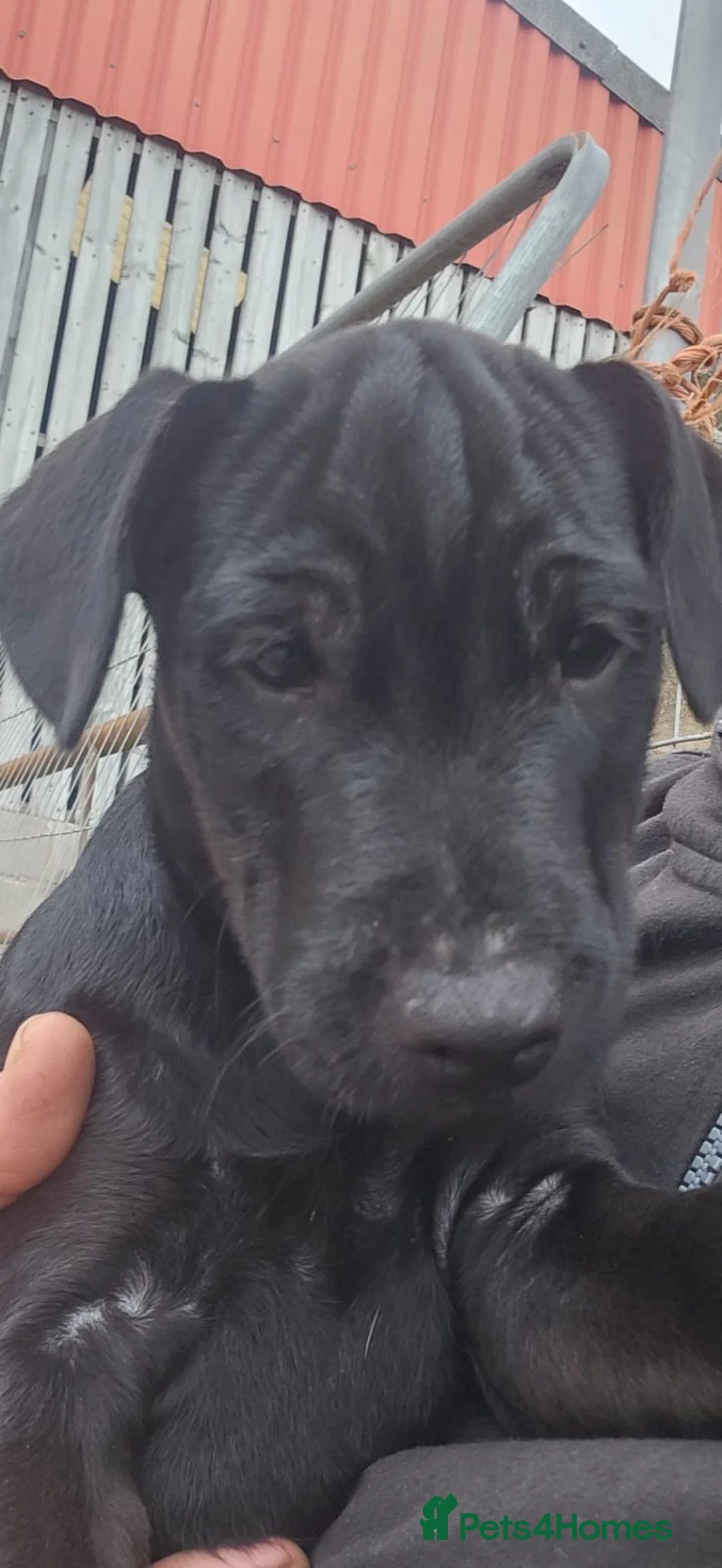 Mixed Breed dogs for sale: 12 week old PUP - Advert 1