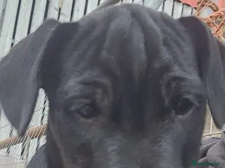Mixed Breed dogs 12 week old PUP - Advert 16