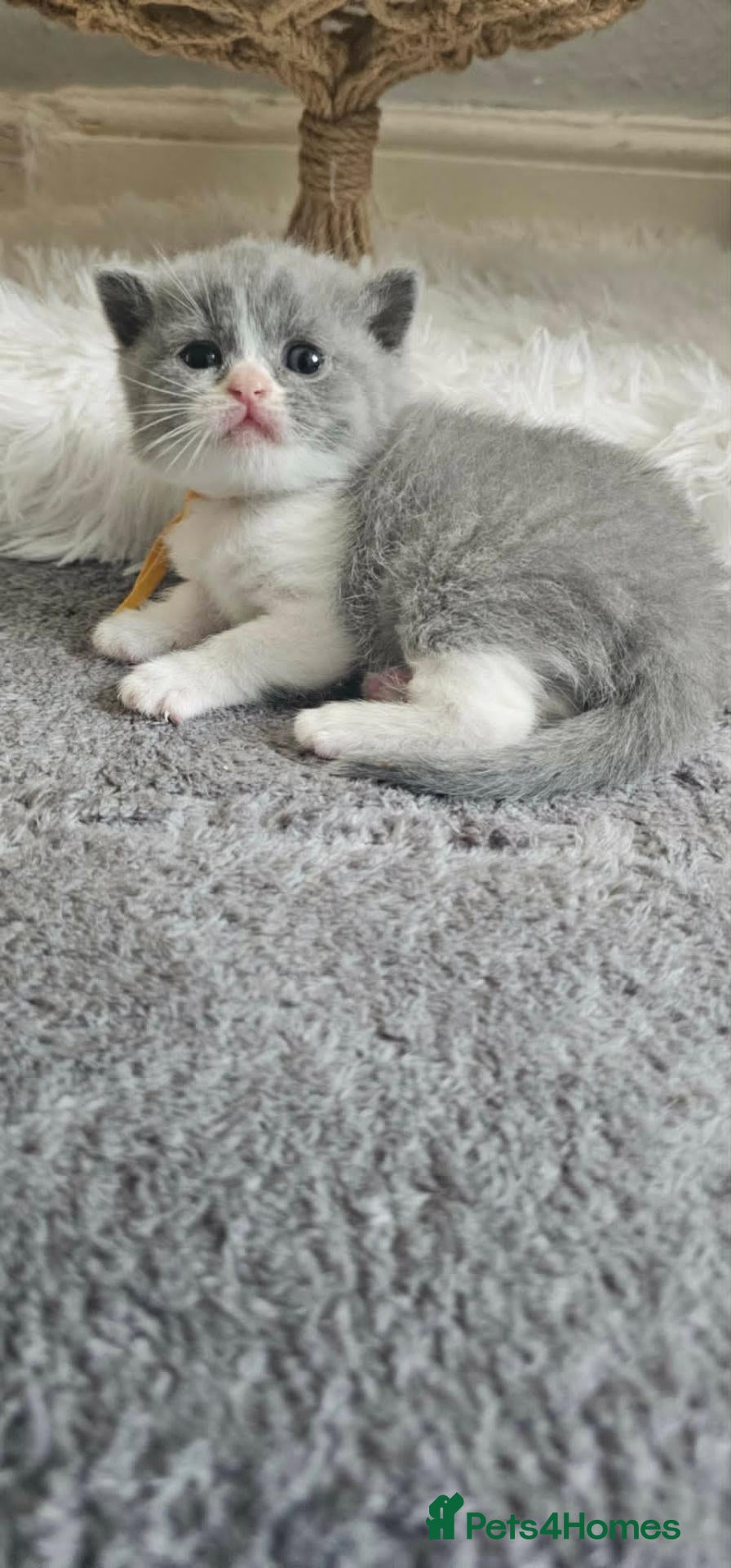 British Shorthair cats GCCF Registered British Shorthair Kittens - Advert 1