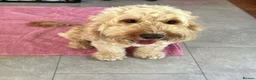 Cockapoo dogs for sale: Toy Cockapoo Puppies - Advert 2