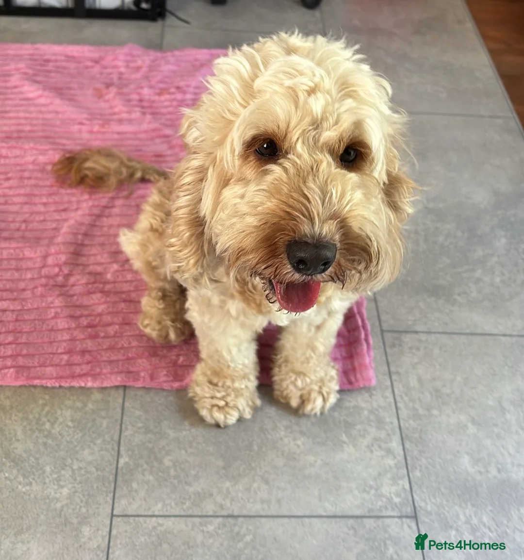 Cockapoo dogs for sale: Toy Cockapoo Puppies - Advert 2