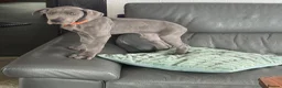 Great Dane dogs for sale: Gorgeous blue KC Great Danes.Ready now! - Advert 1