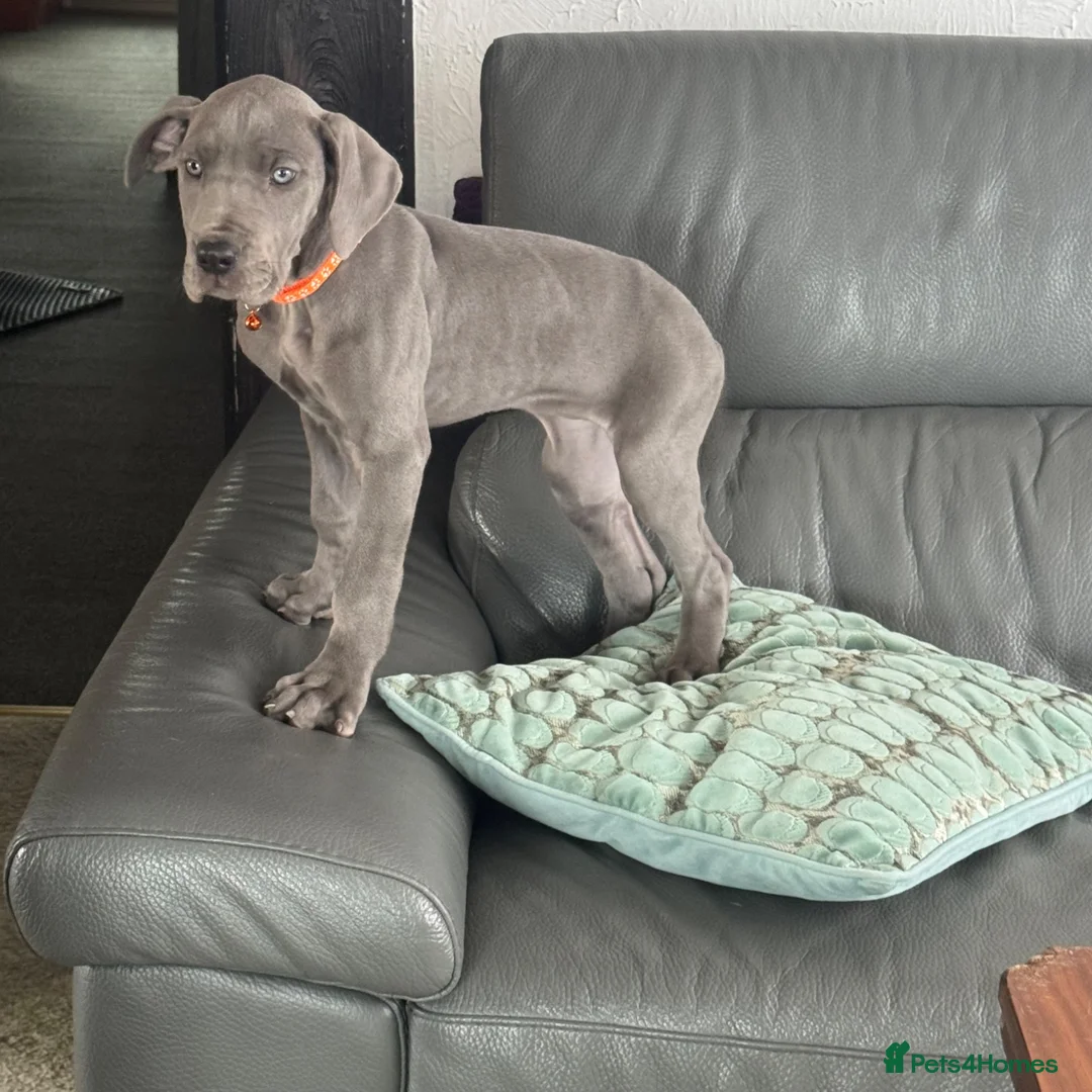 Great Dane dogs for sale: Gorgeous blue KC Great Danes.Ready now! - Advert 1