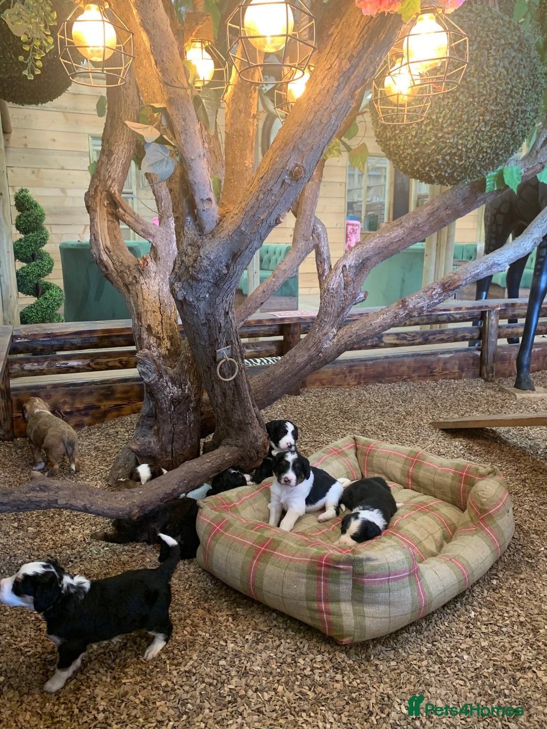 Bernedoodle dogs for sale: Standard Size Bernedoodle  - Image 24