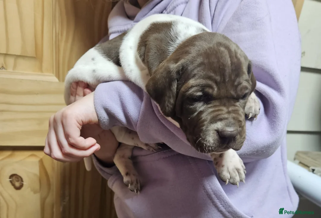 Pointer dogs for sale: English pointers - Advert 17