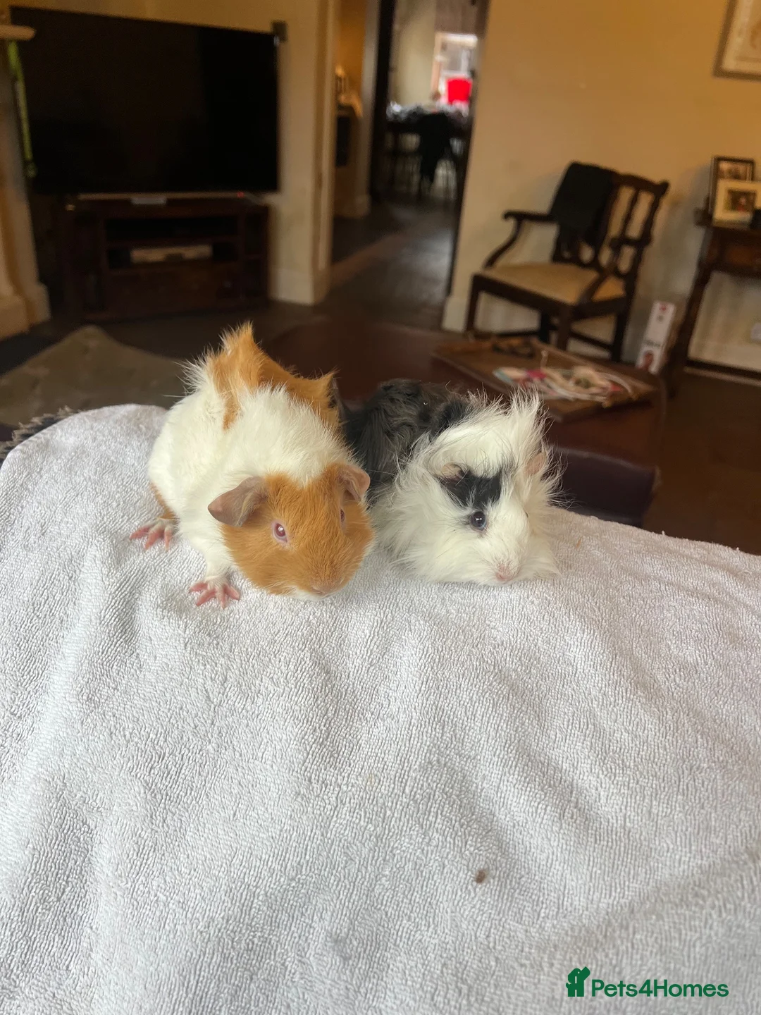 Guinea Pig rodents for sale: Gorgeous Guniea Pigs  - Advert 13